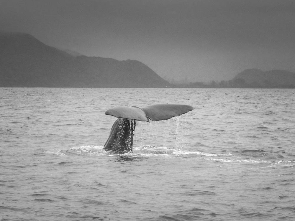 New Zealand Day 7:  Whale Watchin'