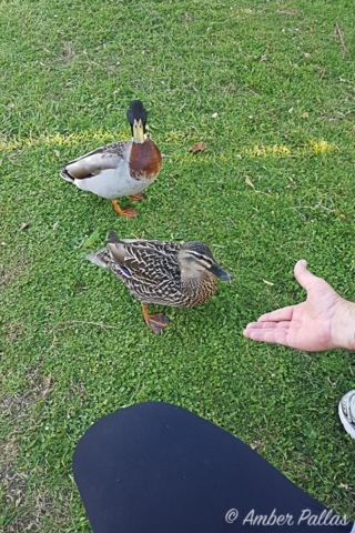 New Zealand Ducks