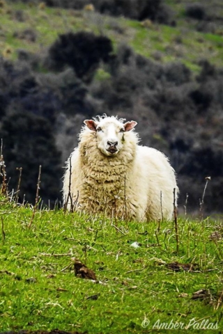 New Zealand Sheep