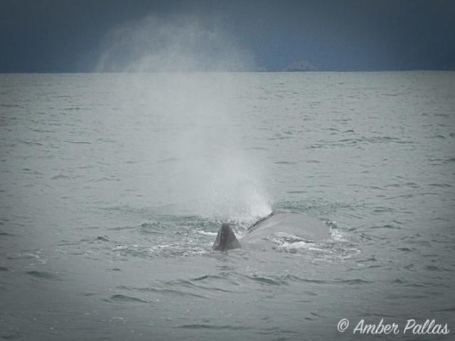 New Zealand Whale