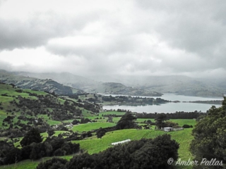 New Zealand Landscape