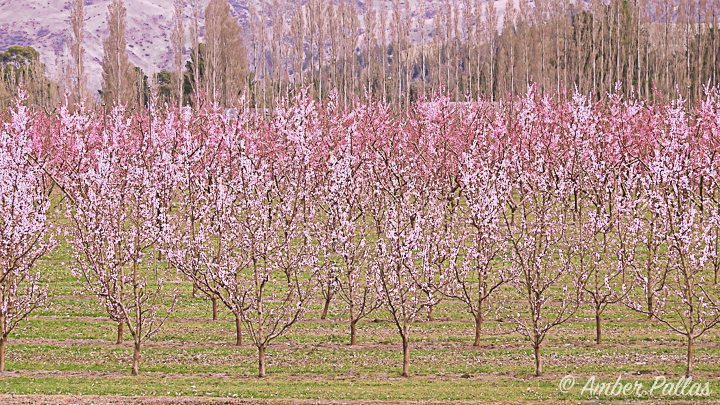 New Zealand Pink Trees
