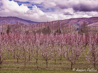 New Zealand Pink Trees