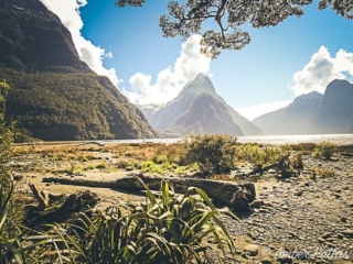 New Zealand Landscape