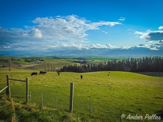 New Zealand Landscape