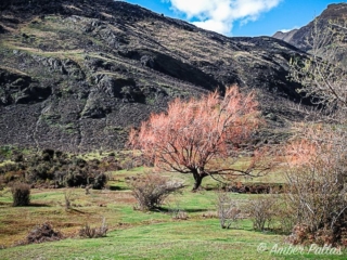 New Zealand Fire Tree