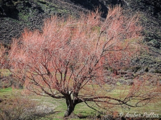 New Zealand Fire Tree