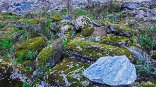 New Zealand Landscape